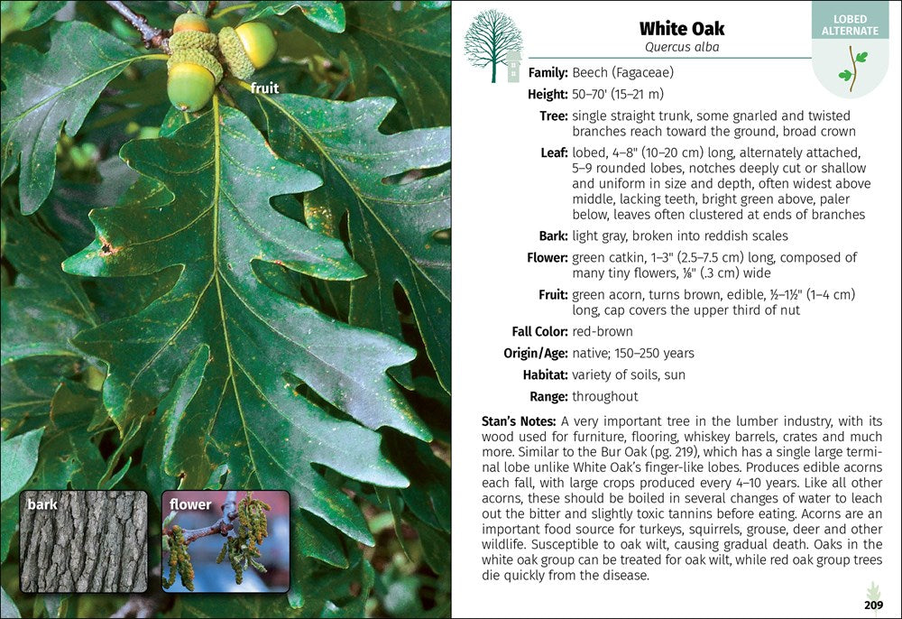 Trees of Indiana Field Guide