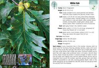Trees of Indiana Field Guide