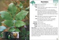 Trees of Indiana Field Guide