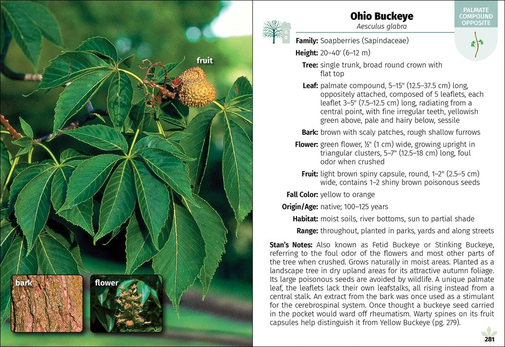 Trees of Indiana Field Guide