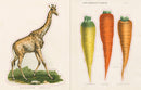 John Derian Sticker Book (John Derian Paper Goods)