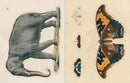 John Derian Sticker Book (John Derian Paper Goods)