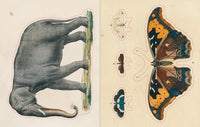 John Derian Sticker Book (John Derian Paper Goods)