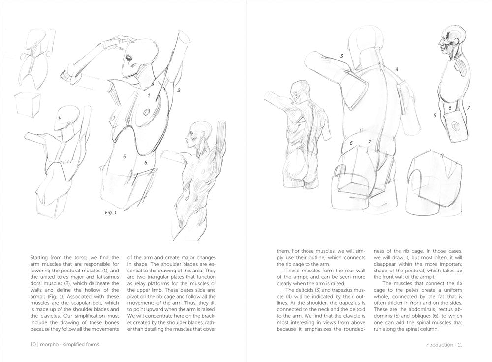 Morpho: Simplified Forms: Anatomy for Artists (Morpho: Anatomy for Artists, 2)