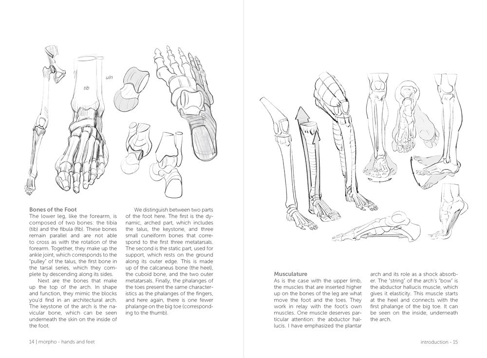 Morpho: Hands and Feet: Anatomy for Artists (Morpho: Anatomy for Artists, 5)