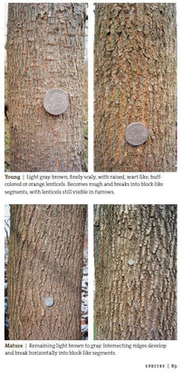 Bark