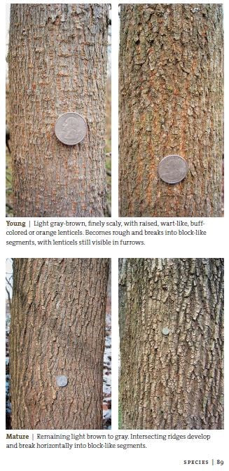 Bark