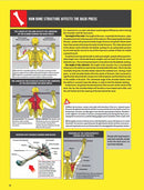 Strength Training Anatomy