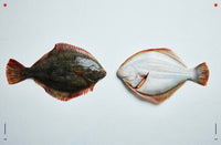 Take One Fish