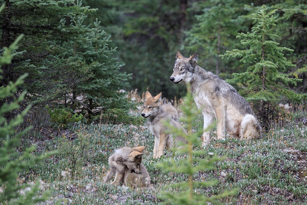 The Kootenay Wolves