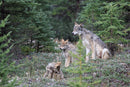 The Kootenay Wolves