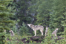 The Kootenay Wolves