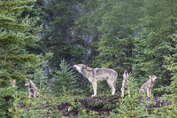 The Kootenay Wolves