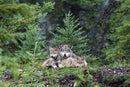 The Kootenay Wolves