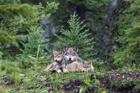 The Kootenay Wolves