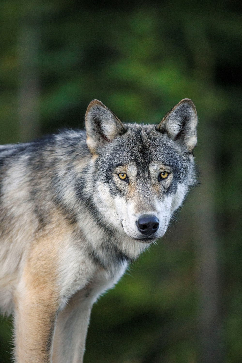 The Kootenay Wolves