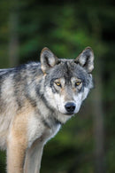 The Kootenay Wolves