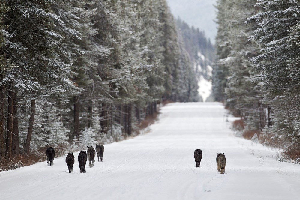 The Kootenay Wolves