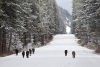 The Kootenay Wolves