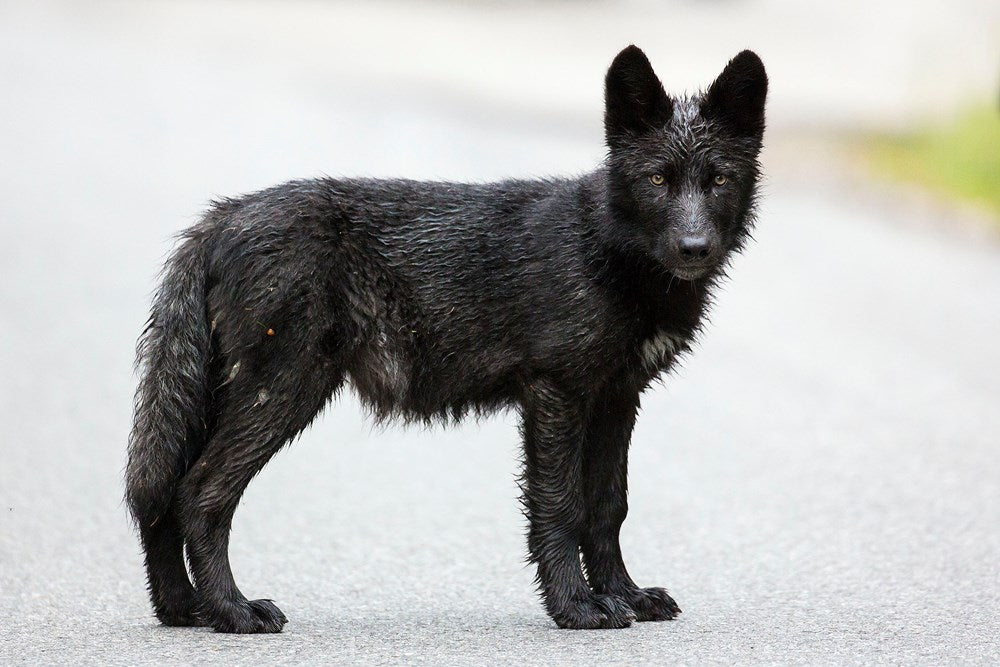 The Kootenay Wolves