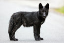 The Kootenay Wolves