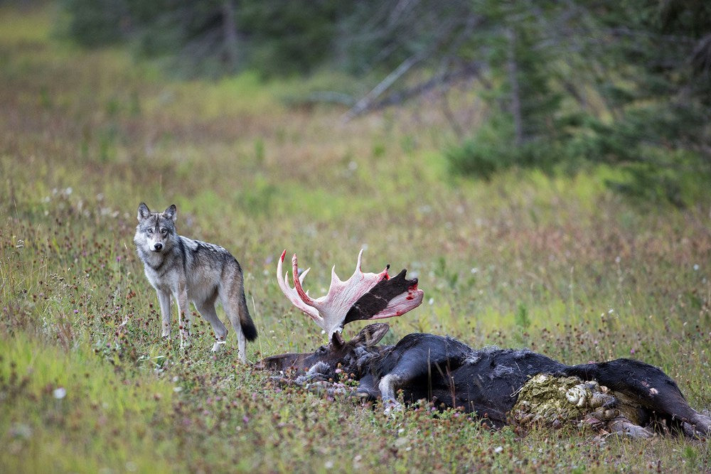 The Kootenay Wolves