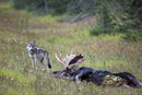 The Kootenay Wolves
