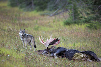 The Kootenay Wolves