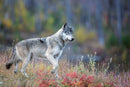 The Kootenay Wolves