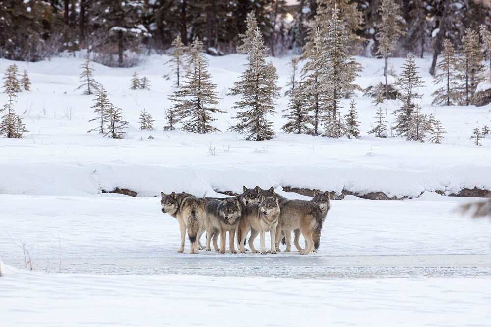 The Kootenay Wolves