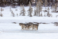 The Kootenay Wolves