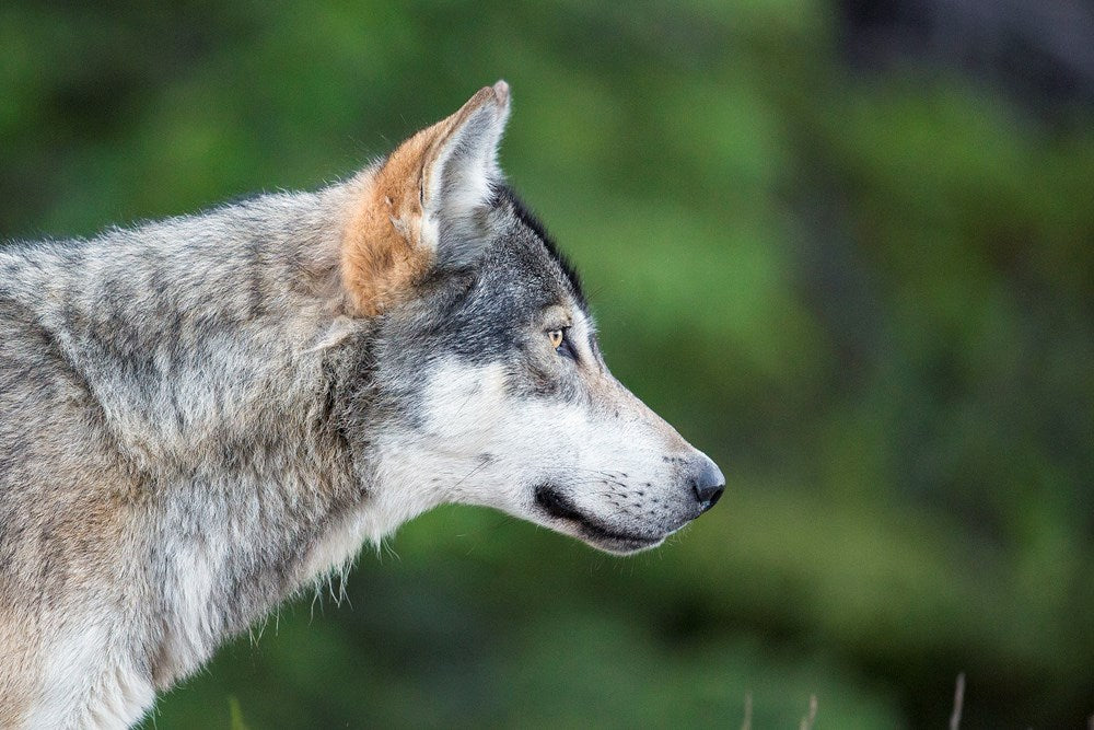 The Kootenay Wolves