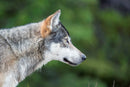 The Kootenay Wolves