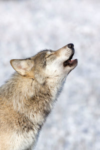 The Kootenay Wolves