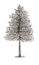 The Hidden Life of Trees: What They Feel, How They Communicate―Discoveries from A Secret World (The Mysteries of Nature, 1)