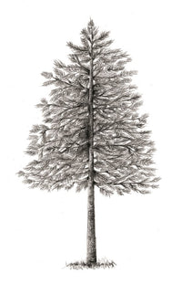 The Hidden Life of Trees: What They Feel, How They Communicate―Discoveries from A Secret World (The Mysteries of Nature, 1)