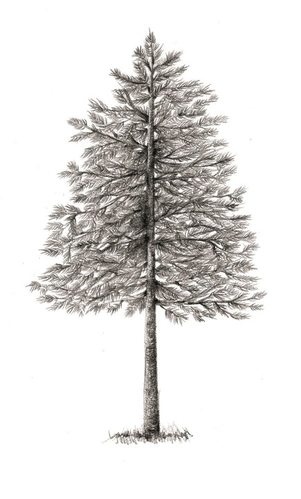 The Hidden Life of Trees: What They Feel, How They Communicate―Discoveries from A Secret World (The Mysteries of Nature, 1)