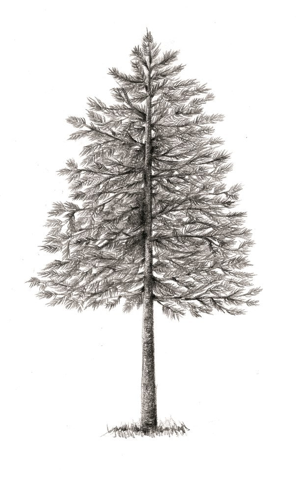 The Hidden Life of Trees: What They Feel, How They Communicate―Discoveries from A Secret World (The Mysteries of Nature, 1)
