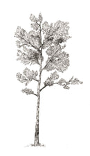 The Hidden Life of Trees: What They Feel, How They Communicate―Discoveries from A Secret World (The Mysteries of Nature, 1)