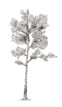 The Hidden Life of Trees: What They Feel, How They Communicate―Discoveries from A Secret World (The Mysteries of Nature, 1)