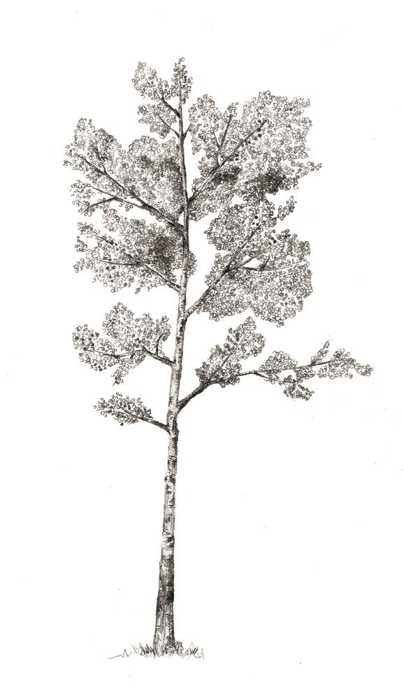 The Hidden Life of Trees: What They Feel, How They Communicate―Discoveries from A Secret World (The Mysteries of Nature, 1)