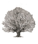The Hidden Life of Trees: What They Feel, How They Communicate―Discoveries from A Secret World (The Mysteries of Nature, 1)