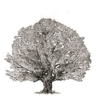 The Hidden Life of Trees: What They Feel, How They Communicate―Discoveries from A Secret World (The Mysteries of Nature, 1)