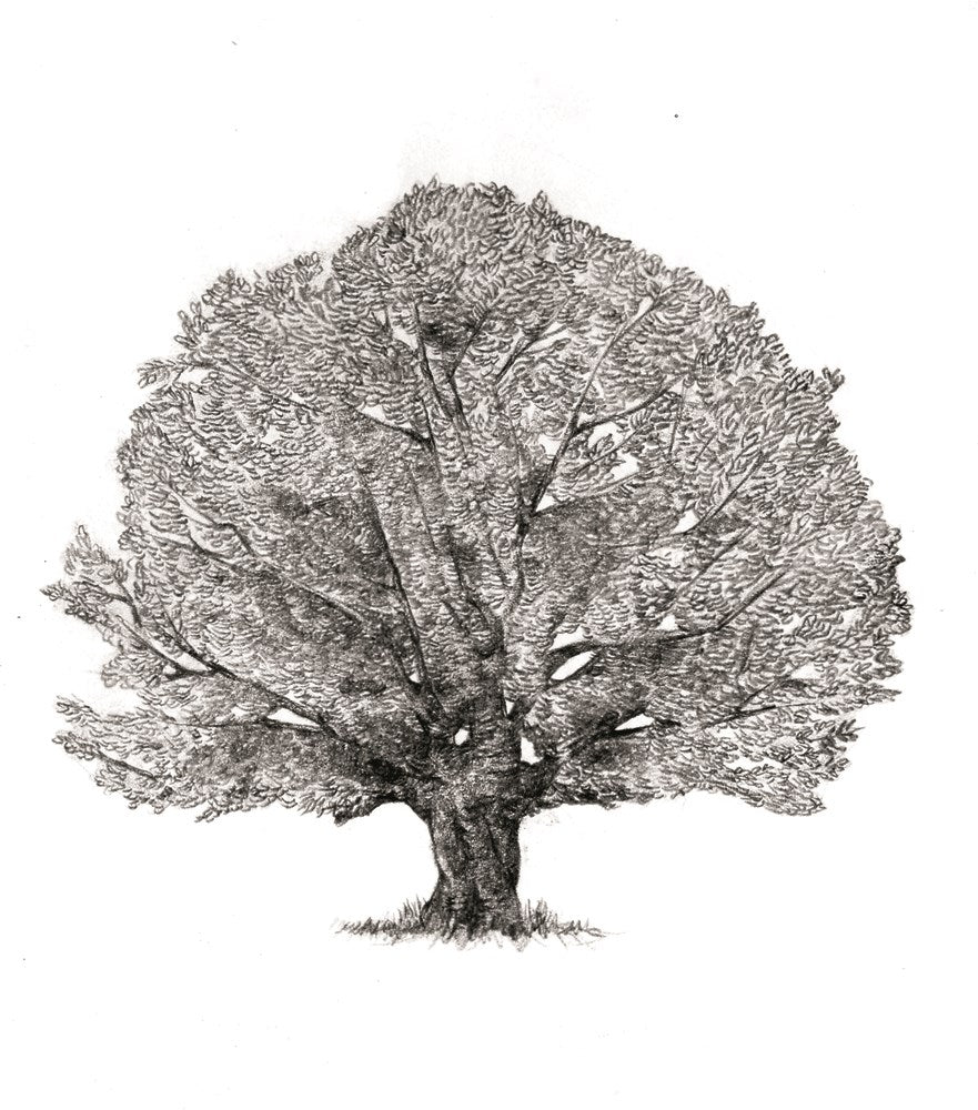 The Hidden Life of Trees: What They Feel, How They Communicate―Discoveries from A Secret World (The Mysteries of Nature, 1)