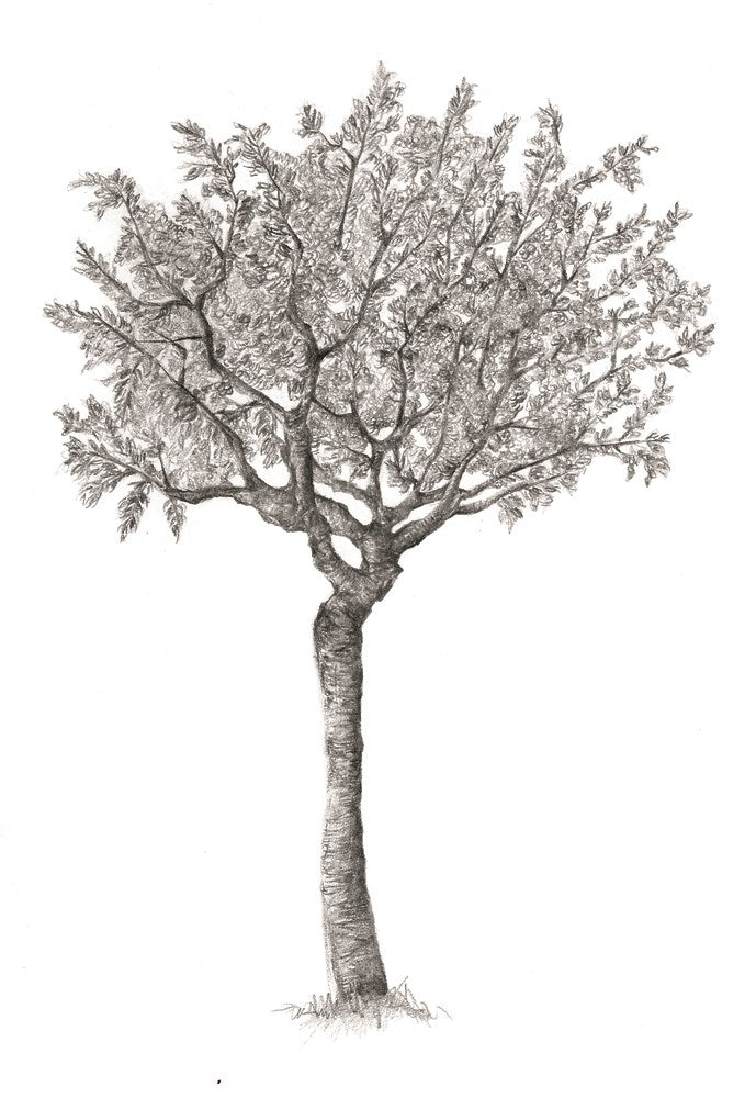The Hidden Life of Trees: What They Feel, How They Communicate―Discoveries from A Secret World (The Mysteries of Nature, 1)