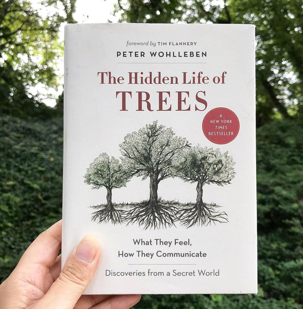 The Hidden Life of Trees: What They Feel, How They Communicate―Discoveries from A Secret World (The Mysteries of Nature, 1)
