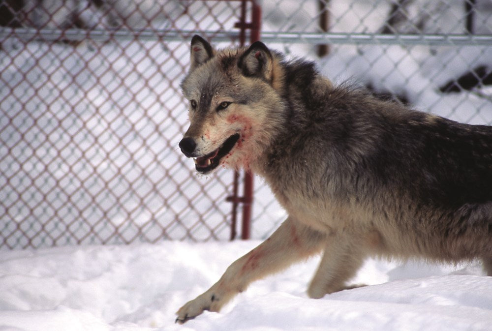 The Rise of Wolf 8