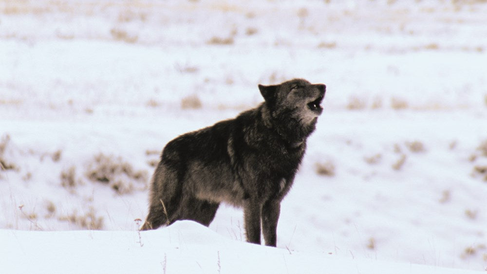 The Rise of Wolf 8