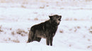 The Rise of Wolf 8