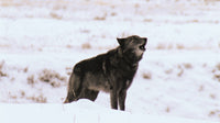 The Rise of Wolf 8